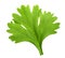 Green cilantro, parsley isolated on white background