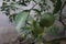 Green Citrus fruit on a lush tree