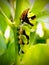 Green Citrus Swallow tail caterpillar