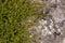 Green clambering plant on a gray stone surface. Close-up view. Natural background
