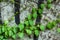 Green clambering plant on a grey stone surface. Close-up view. Natural background