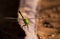 Green Clear Wing dragonfly