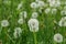 Green clearing with dandelions. Natural background