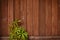 Green climber vine plant on red brown wood plank background