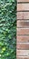 green climbing fig plant or ficus pumila moraceae on the wall best used as background