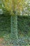 A green climbing plant covers the wall and trunk of a tree. Green carpet leaves.