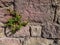 Green climbing plant grows on a stone wall of red-pink cobblestones. The concept of survival in difficult conditions, a beautiful