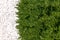 Green climbing plant on a stone wall. Greece, the coast of the Ionian Sea