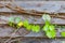 Green climbing plant with yellow flower on brown wooden wall, na