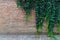 Green climbing plants on a brick wall.