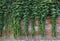 Green climbing plants on a brick wall.