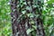 Green climbing vine or plant around the trunk of a chestnut tree. Autumn concept, plants, climbers