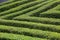 Green clipped box hedging topiary for formal garden wall and maze