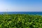 Green clipped shrub against the sky sea