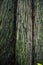 Green cloloured Treetrunk of a First Growth Douglas Fir