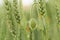 Green closed wild poppy bud growing in field of unripe wheat, closeup shallow depth of field soft photo