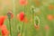 Green closed wild poppy bud growing in field of unripe wheat, closeup shallow depth of field soft photo