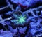 Green Clove Polyp Coral