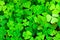 Green clover background