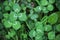 Green clover carpet background top down view