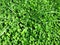 Green clover grass plant Saint Patrick`s Day macro photo background
