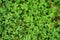 Green clover ground cover