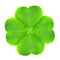 Green clover leaf