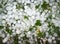 Green clover leaves covered with ice hail