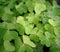 Green clover leaves with rain water drops