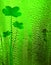 Green clover lucky beer background