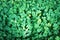 Green clover plant background