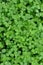 Green Clover Shamrock Background