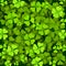 Green clover shamrock realistic pattern. St. Patrick`s day background. Vector illustration. Isolated on green background