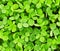 Green clover texture