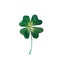 Green clover Trifolium with four leaves isolated on white background as a symbol of IReland and Saint Patrick`s day