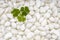 Green cloverleaf on white pebble stones background