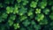 Green clovers background