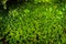 Green clovers covering the ground in Klamath National Forest