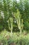 Green clump of aloe vera and cacti. Arborescent aloe decorate garden in very natural way in pair with large cactuses