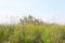 Green coast of Briere Marsh, France