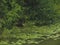 Green coast river, lakes with khaki-colored water and water-lilies with yellow flowers