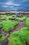 Green coast in Scotland at low tide in summer