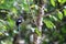 Green Cochoa bird