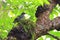 Green Cochoa bird In the breeding season
