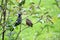 Green Cochoa bird In the breeding season