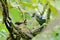 Green Cochoa ,Bird nesting on tree as bird background