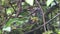 Green Cochoa rare bird in Thailand and Southeast asia.