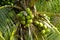 Green coco nuts growing on a palm