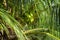 Green coco nuts growing on a palm