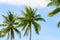Green coco palm leaves on blue sky background. Palm tree and blue sky optimistic photo.